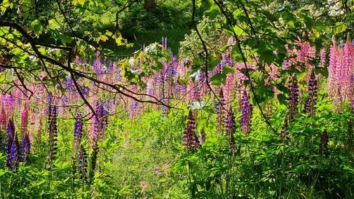 Spires of pinks and purple Lupins growing amongst the woodlands at Winkworth Arboretum.